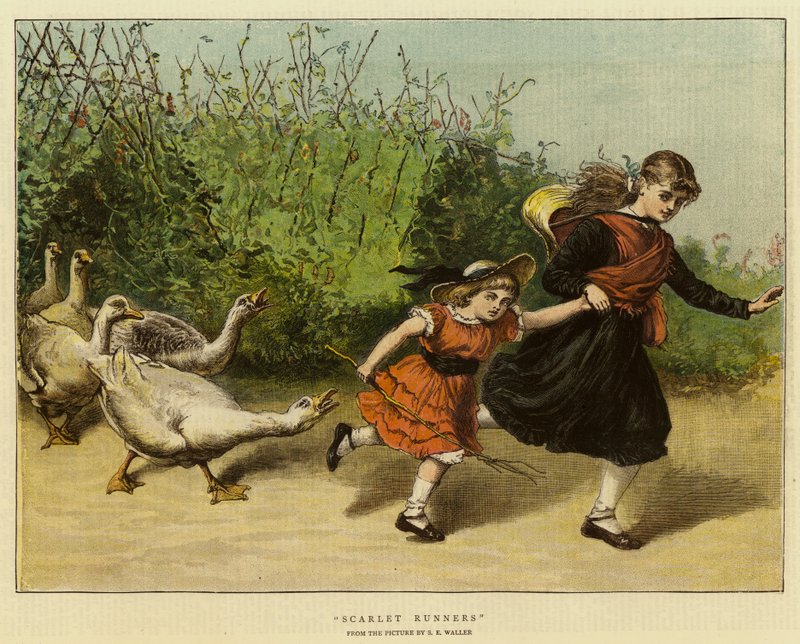 Coureurs écarlates - Samuel Edmund Waller