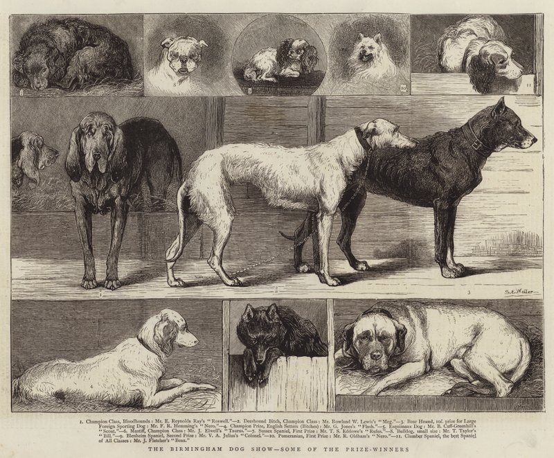 Exposition canine de Birmingham, certains des lauréats - Samuel Edmund Waller