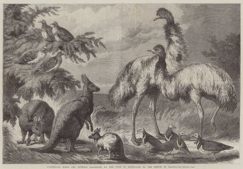 Oiseaux et animaux australiens présentés par le duc d