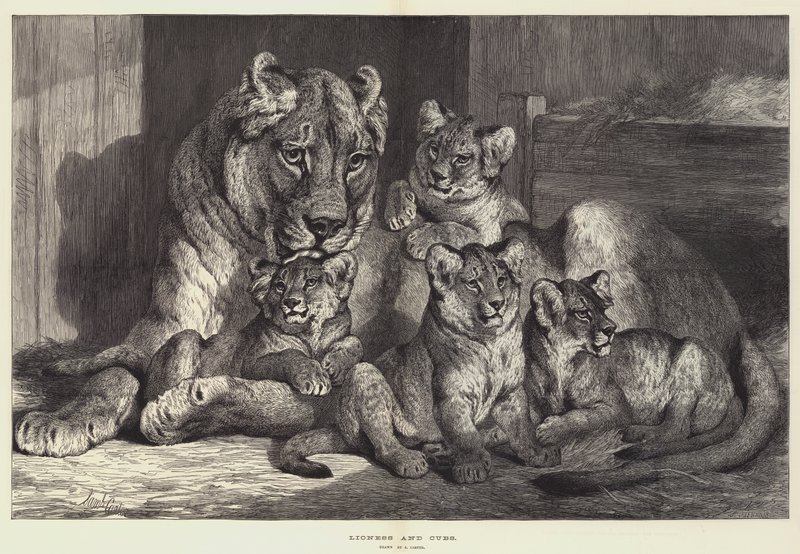 Lionne et lionceaux - Samuel John Carter