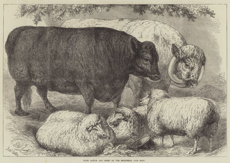 Bétail et moutons primés au Smithfield Club Show - Samuel John Carter