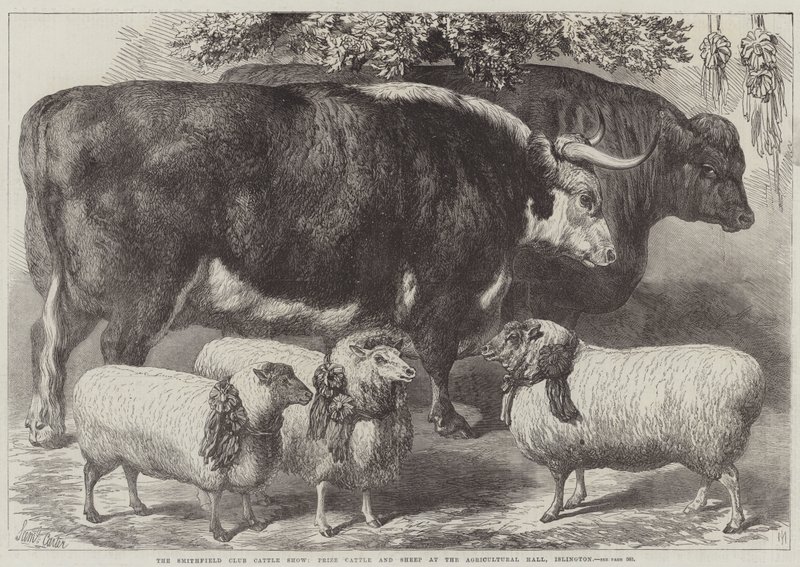Le Salon du Bétail du Smithfield Club, Bétail et Moutons Primés au Hall Agricole, Islington - Samuel John Carter