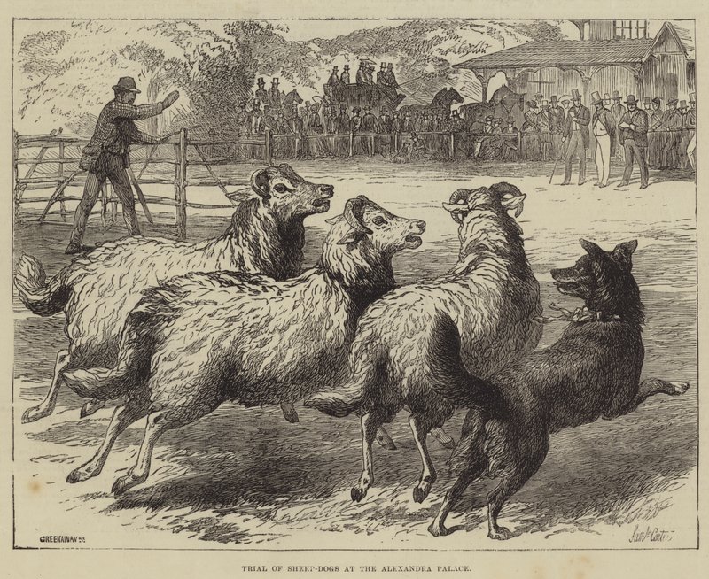 Concours de chiens de berger au palais Alexandra - Samuel John Carter