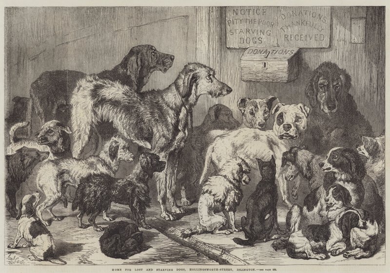 Refuge pour chiens perdus et affamés, rue Hollingsworth, Islington - Samuel John Carter