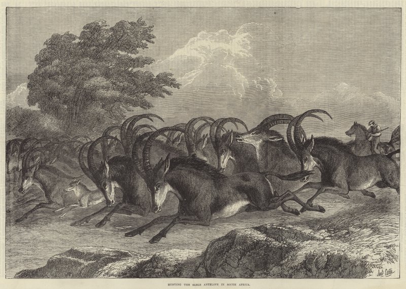 Chasse à l
