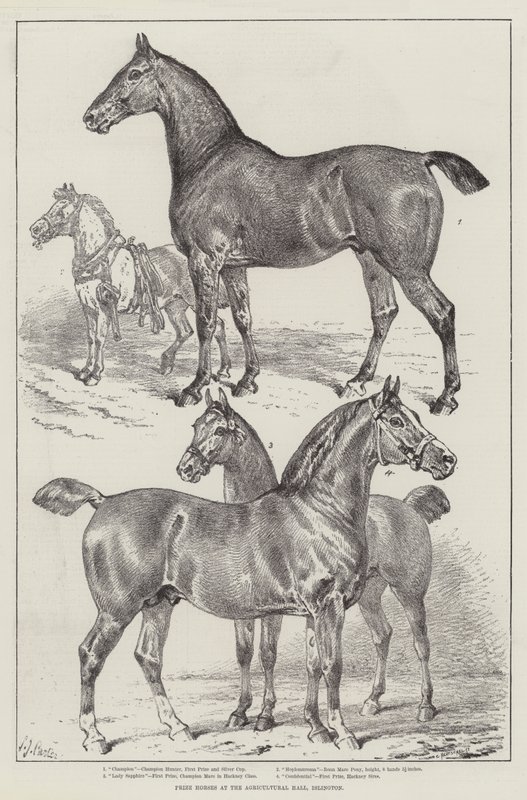 Chevaux primés au Agricultural Hall, Islington - Samuel John Carter