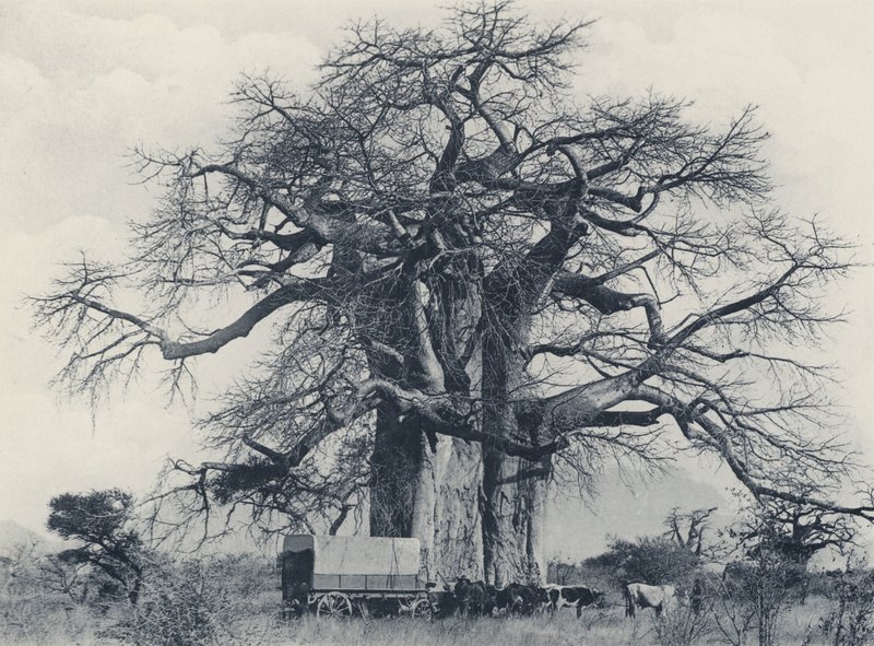 Un baobab - South African Photographer