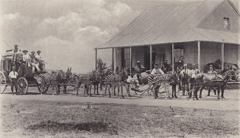 Un Moyen de Transport Original, Zèbres tirant le Carrosse Postal - South African Photographer
