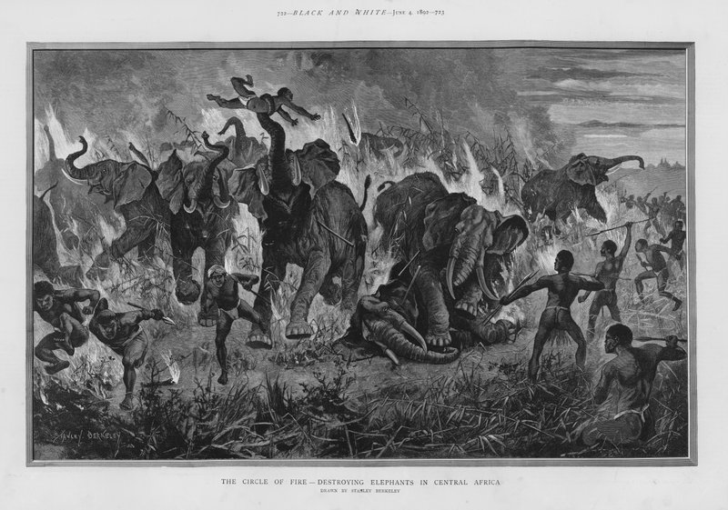 Le cercle de feu - destruction des éléphants en Afrique centrale - Stanley (after) Berkeley