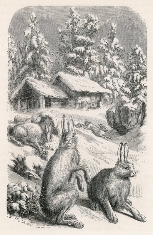 Lièvres alpins blancs - Swiss School