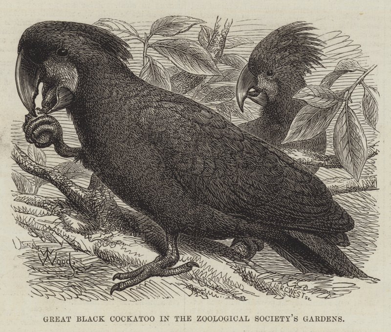 Grand cacatoès noir dans les jardins de la Société Zoologique - Thomas W. Wood
