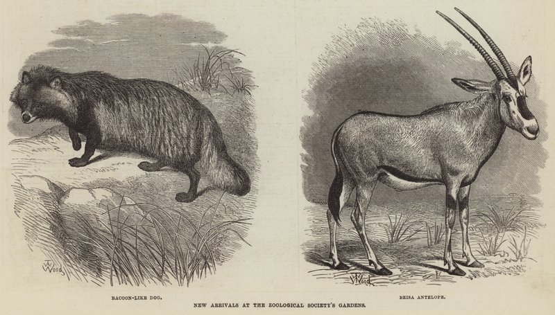 Nouveaux arrivants aux jardins de la Société Zoologique - Thomas W. Wood