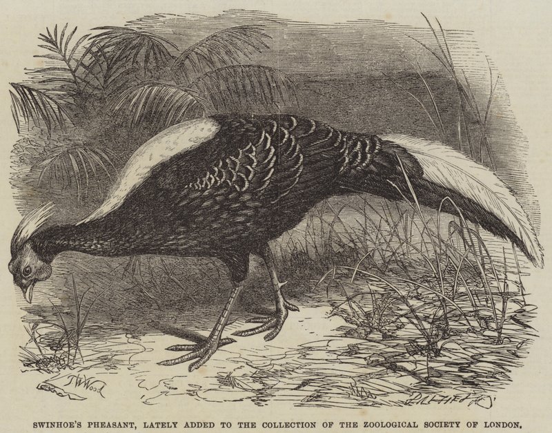 Faisan de Swinhoe, récemment ajouté à la collection de la Société zoologique de Londres - Thomas W. Wood