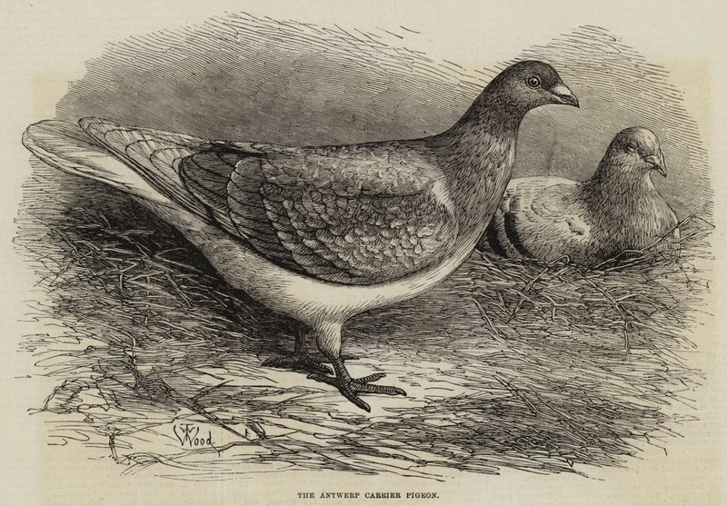 Le Pigeon Voyageur d