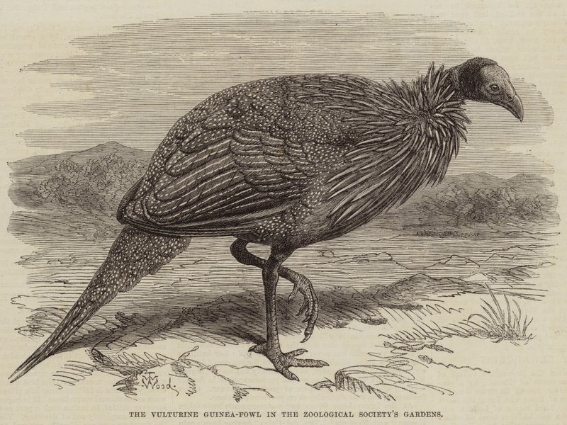 La pintade vulturine dans les jardins de la Société zoologique - Thomas W. Wood