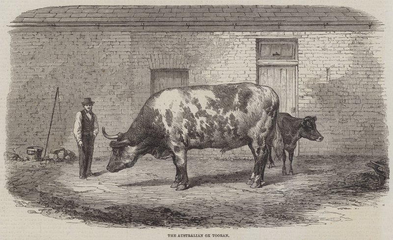 Le bœuf australien Tooran - Thomas Harrington Wilson