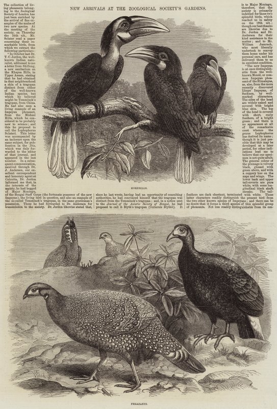 Nouveaux arrivants aux jardins de la Société zoologique - Thomas W. Wood