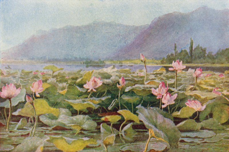 Nénuphars sur le lac Dal - Unbekannt Unbekannt
