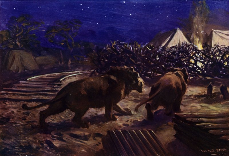 Lions rôdant autour d
