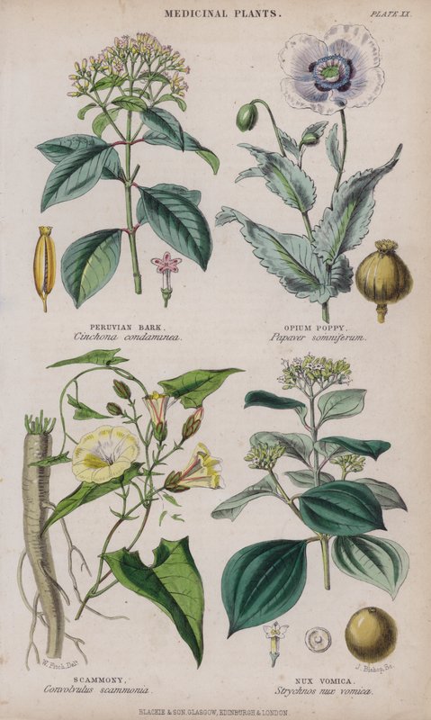 Écorce de quinquina; Pavot à opium; Scammonée; Noix vomique (gravure en couleur) - W. Fitch