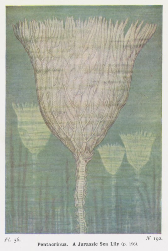 Pentacrinus, un lys de mer jurassique - W. J. Stokoe