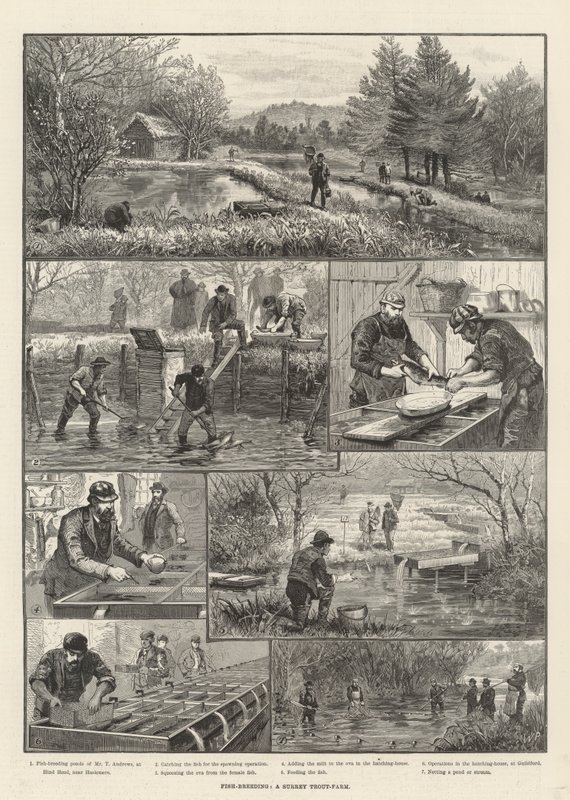 Élevage de poissons, une ferme de truites dans le Surrey - Walter Paget
