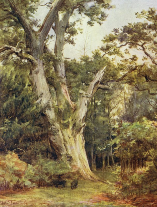 La Nouvelle Forêt : Le roi à Boldrewood - Walter Frederick Roofe Tyndale
