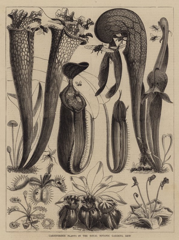 Plantes Carnivores dans les Jardins Botaniques Royaux, Kew - Walter Granville Smith