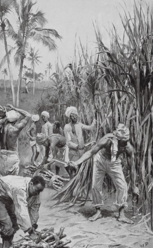 Coolies de Trinidad travaillant dans un champ de canne (lithographie) - Walter Paget