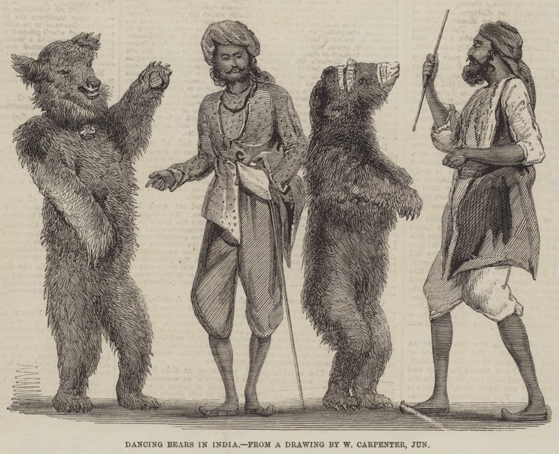 Ours dansants en Inde - William Carpenter