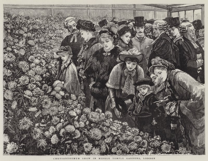 Exposition de chrysanthèmes dans les jardins de Middle Temple, Londres - William Small