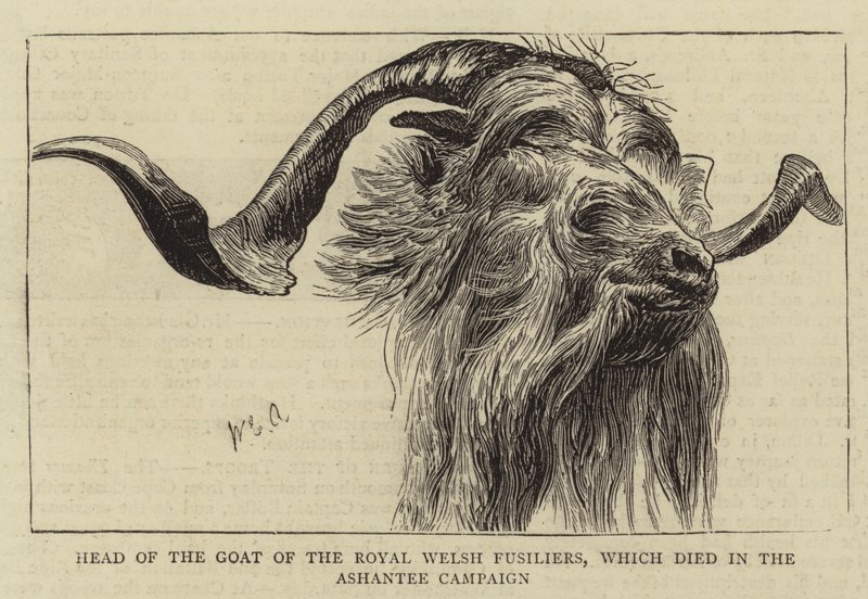 Tête de la chèvre des Royal Welsh Fusiliers, morte lors de la campagne d