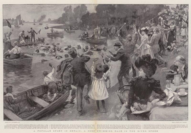Un sport populaire à Berlin, une course de natation de chiens dans la rivière Spree - William Hatherell