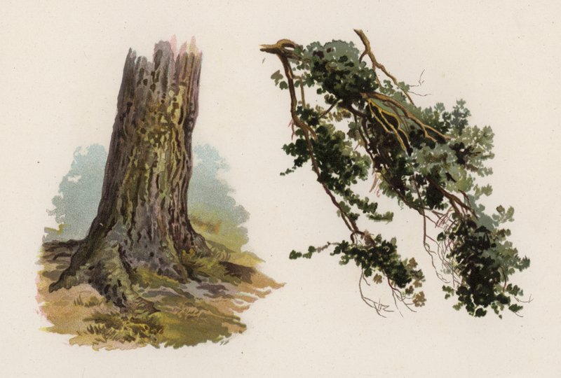 Arbres : Le Pin d