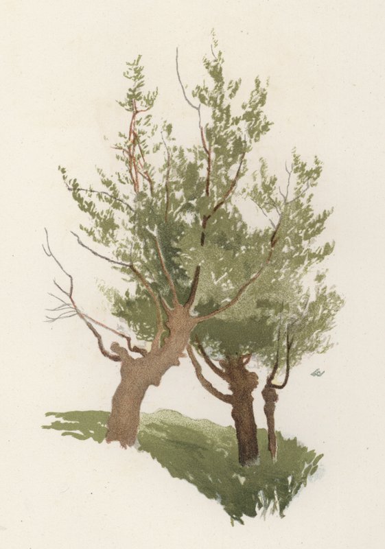 Arbres : Le saule - William Henry James (after) Boot