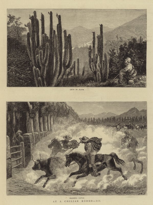 À un rodéo chilien, III - William Henry James Boot