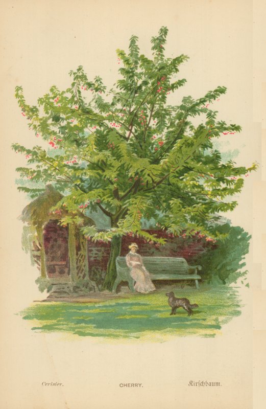Cerise - William Henry James Boot