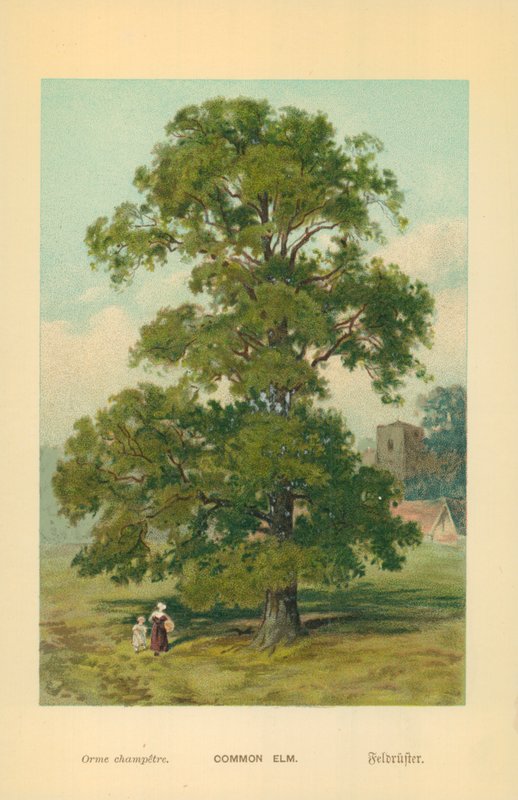 Orme commun - William Henry James Boot