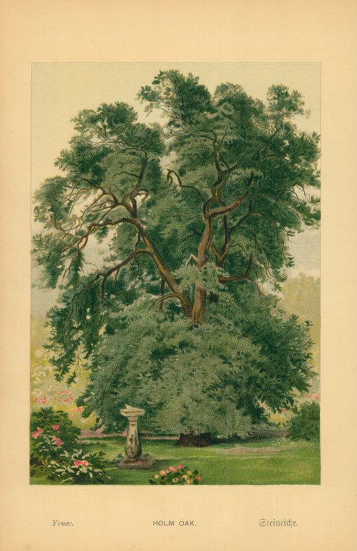 Chêne vert - William Henry James Boot