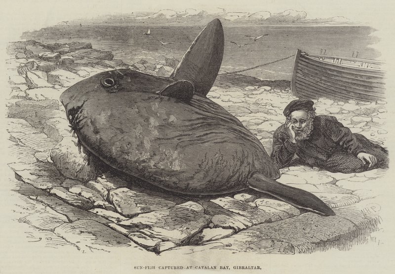 Poisson-lune capturé à Catalan Bay, Gibraltar - William Henry Pike