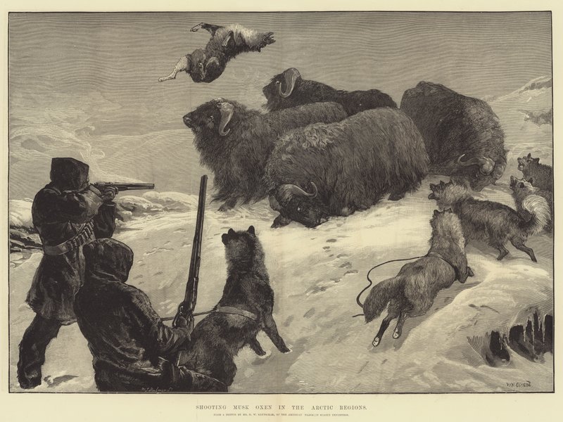 Chasse aux bœufs musqués dans les régions arctiques - William Heysham Overend