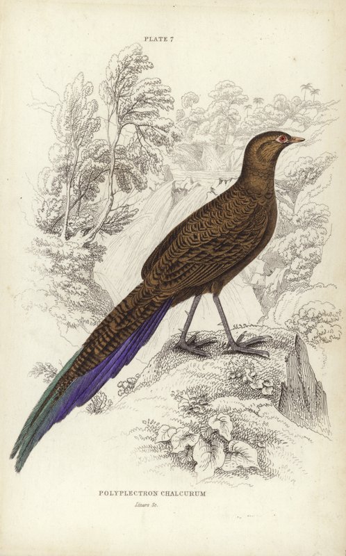 Polyplectron Chalcurum - William Home Lizars