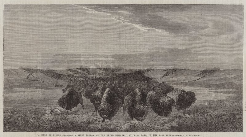 Un troupeau de bisons traversant une rivière sur le haut Missouri, à la dernière exposition internationale - William Jacob, Sr. Hays