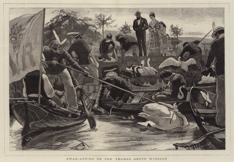 Swan-Upping sur la Tamise au-dessus de Windsor - William Small