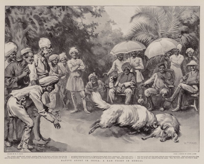 Sport indigène en Inde, un combat de béliers au Bengale - William T. Maud