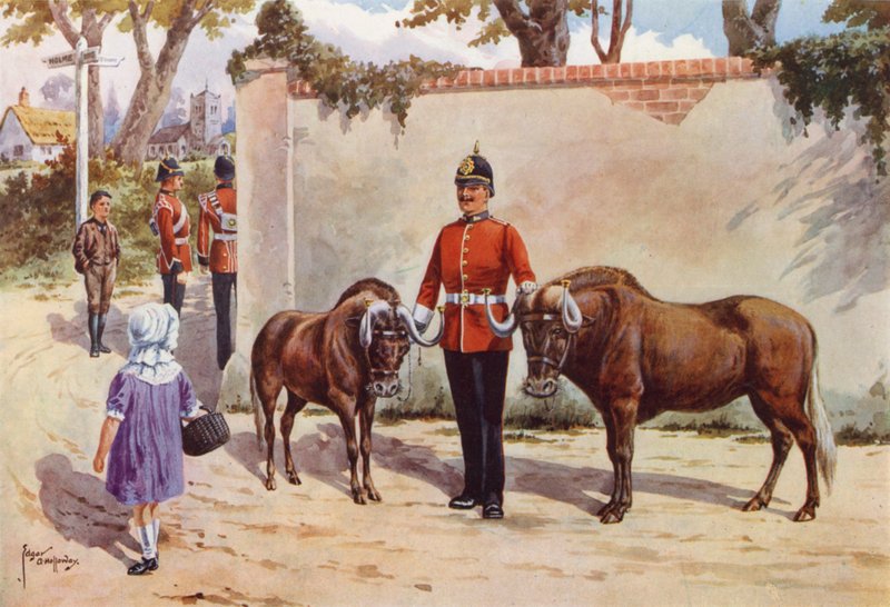 Wildebeestes (ou Gnou à queue blanche), animaux de compagnie des South Wales Borderers - after Edgar Alfred Holloway