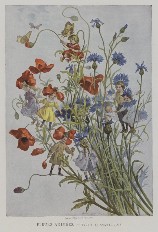 Fleurs Animées. Bluets et Coquelicots. - after Firmin Bouisset
