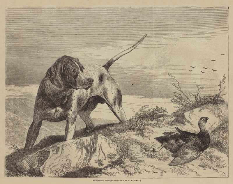 Grouse blessé - after Richard Ansdell