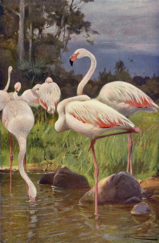 Flamant rose - after Wilhelm Kuhnert