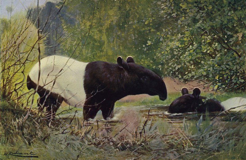 Tapir indien - after Wilhelm Kuhnert